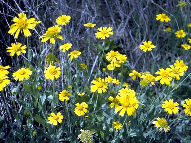 Amblyolepis setigera (Huisache daisy) #4859