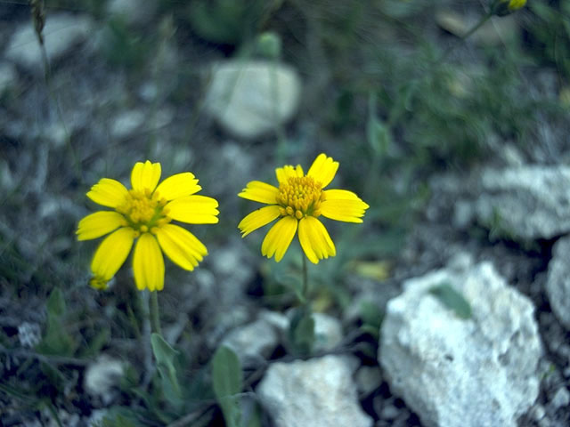 Amblyolepis setigera (Huisache daisy) #4860