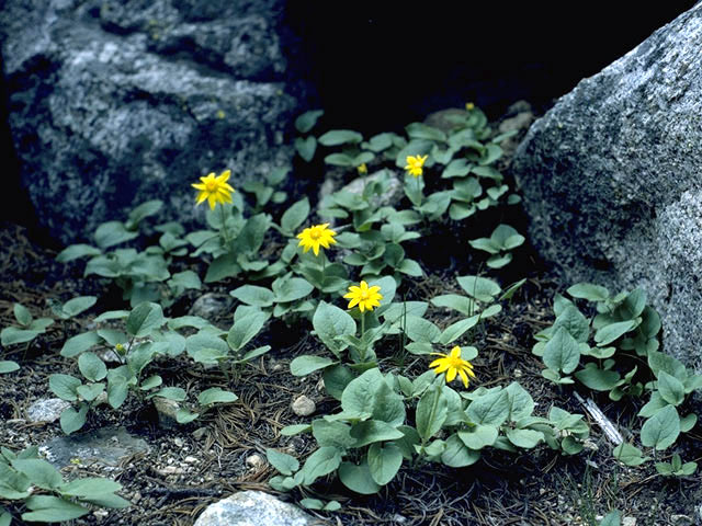 Arnica cordifolia (Heartleaf arnica) #4904