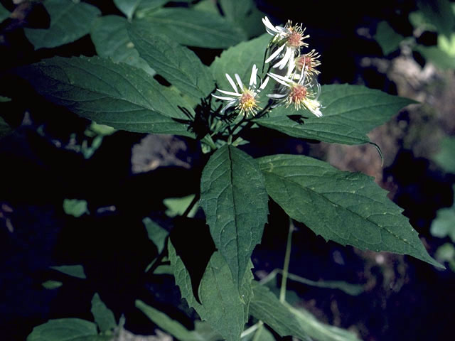 Oclemena acuminata (Whorled wood aster) #4934