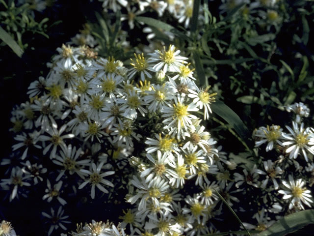 Symphyotrichum ericoides var. ericoides (White heath aster) #4948