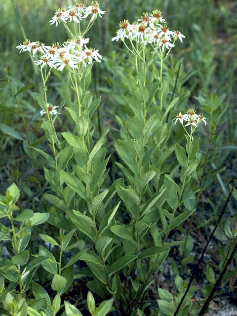 Oclemena reticulata (Pine barren whitetop aster) #4997