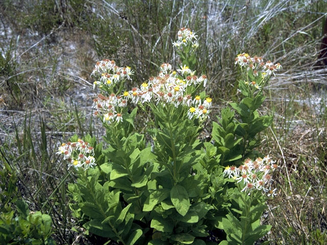 Oclemena reticulata (Pine barren whitetop aster) #4998