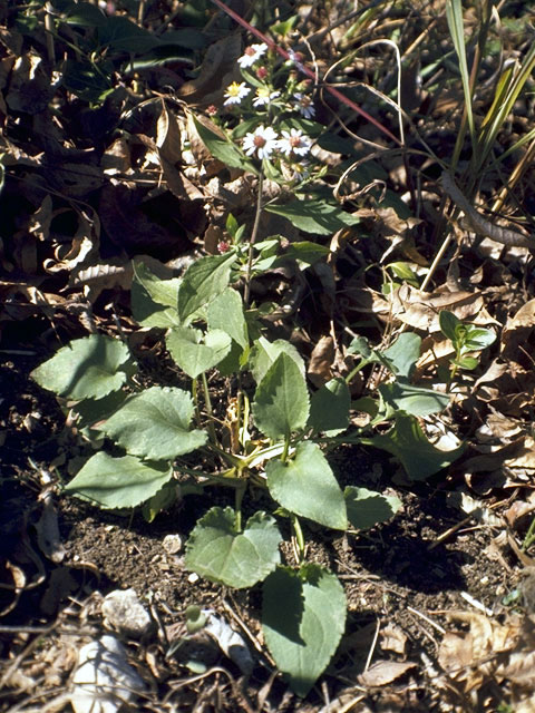 Symphyotrichum cordifolium (Broad-leaved aster) #4999