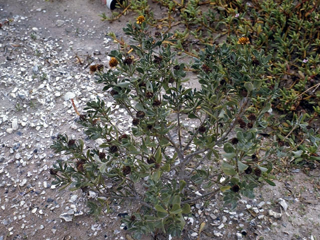 Borrichia frutescens (Bushy seaside tansy) #5126