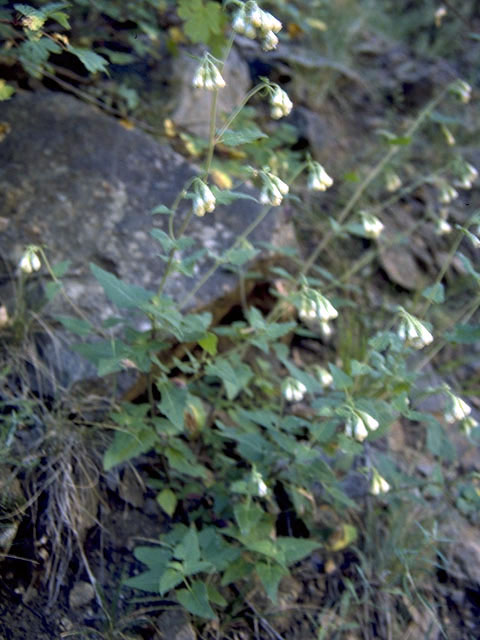 Brickellia grandiflora (Tasselflower brickellbush) #5129
