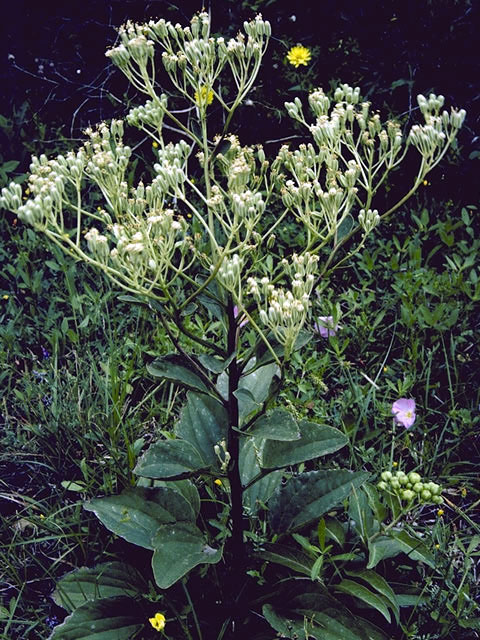 Arnoglossum ovatum (Ovateleaf cacalia) #5133