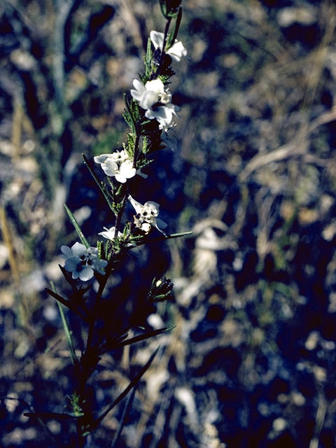 Calycadenia multiglandulosa (Sticky western rosinweed) #5138