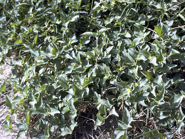 Calyptocarpus vialis (Horseherb) #5142