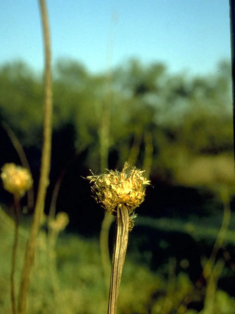 Centaurea americana (American basket-flower) #5160