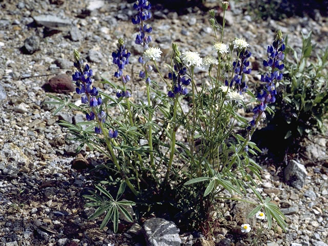 Chaenactis fremontii (Pincushion flower) #5179