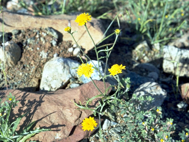Chaenactis glabriuscula (Yellow pincushion) #5181