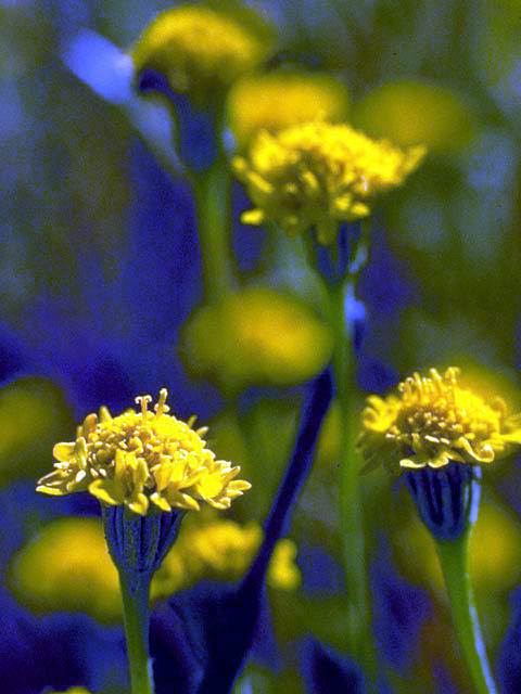 Chaenactis glabriuscula (Yellow pincushion) #5182