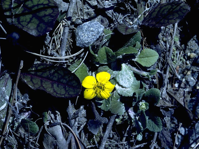 Chrysogonum virginianum (Green and gold) #5210