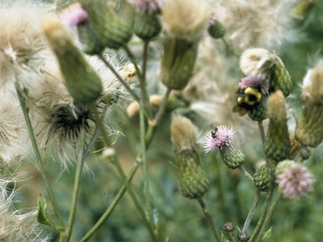 Cirsium discolor (Field thistle) #5245