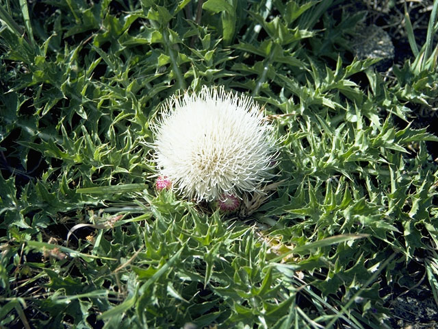 Cirsium foliosum (Elk thistle) #5252