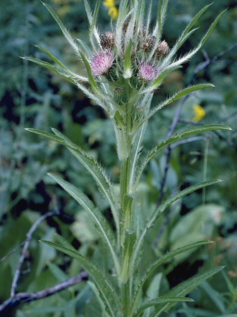 Cirsium foliosum (Elk thistle) #5253