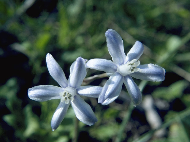 Androstephium coeruleum (Blue funnel-lily) #5354