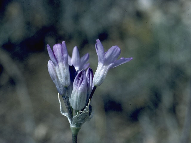 Dichelostemma capitatum ssp. pauciflorum (Little bluedicks) #5356