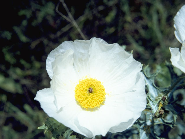 Argemone albiflora (Bluestem pricklypoppy) #5392