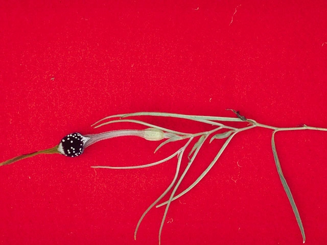 Aristolochia erecta (Swanflower) #5398