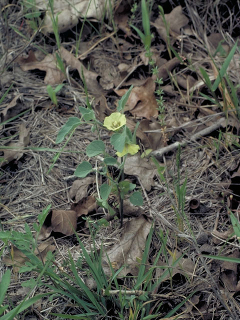 Physalis crassifolia (Yellow nightshade groundcherry) #5487