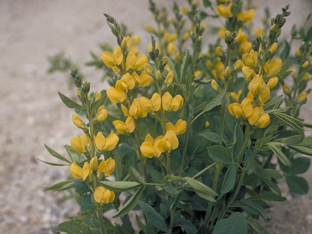 Thermopsis montana (Mountain goldenbanner) #5500