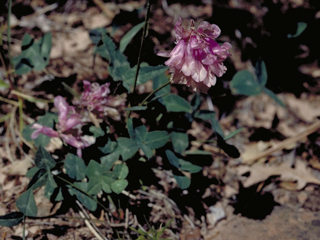 Trifolium kingii (King's clover) #5512