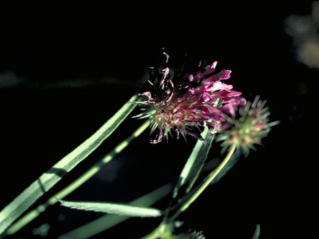 Trifolium willdenovii (Tomcat clover) #5527