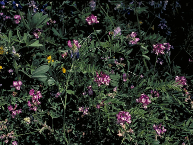 Astragalus nuttallianus (Nuttall's milkvetch) #5539
