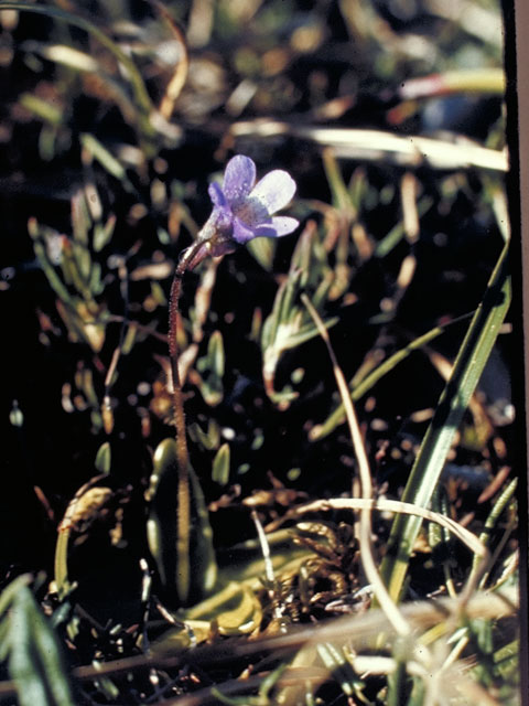 Pinguicula vulgaris (Common butterwort) #5563