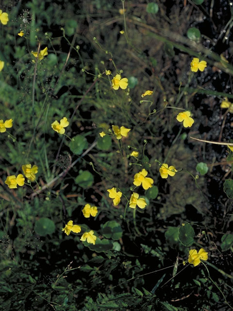 Utricularia cornuta (Horned bladderwort) #5564