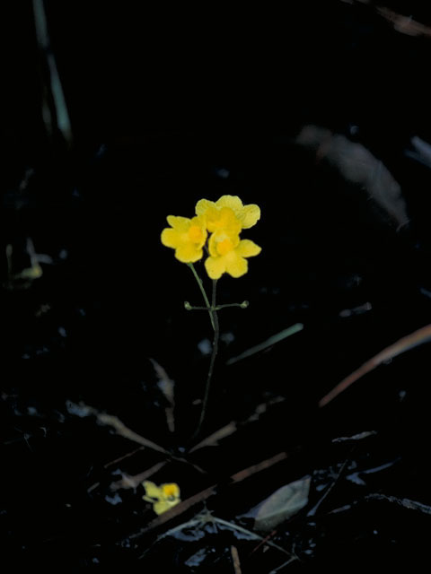 Utricularia inflata (Swollen bladderwort) #5567