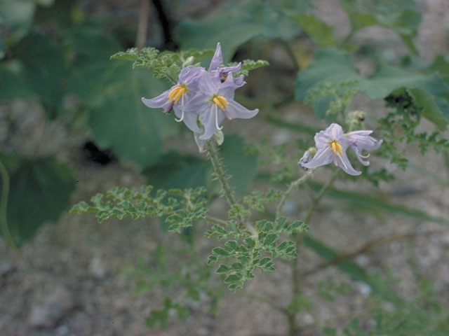 Solanum heterodoxum (Melonleaf nightshade) #5620