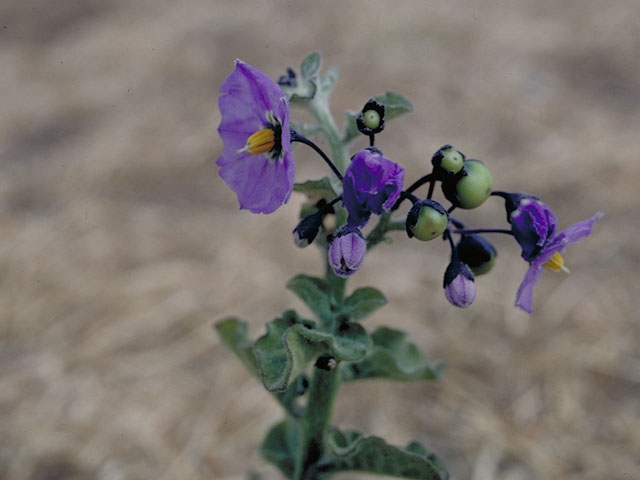 Solanum umbelliferum (Bluewitch nightshade) #5633