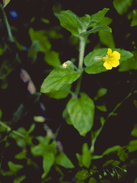 Mimulus moschatus (Muskflower) #5784