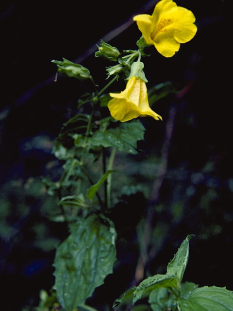 Mimulus moschatus (Muskflower) #5785