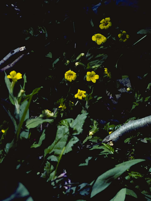 Mimulus primuloides (Primrose monkeyflower) #5793