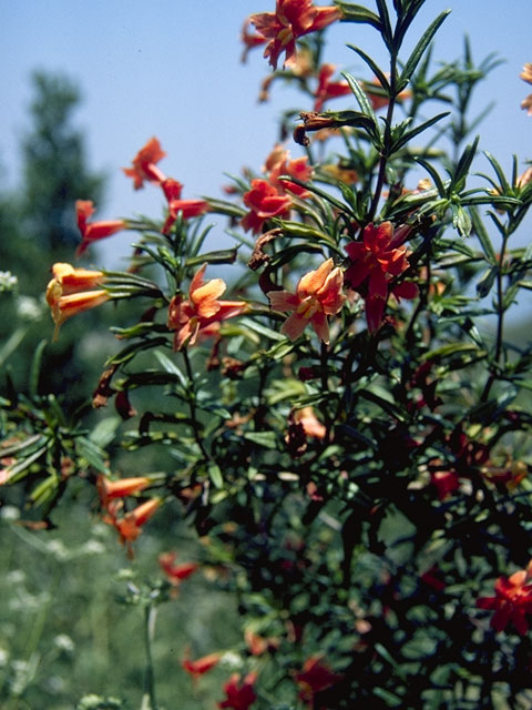Diplacus puniceus (Red bush monkeyflower) #5797