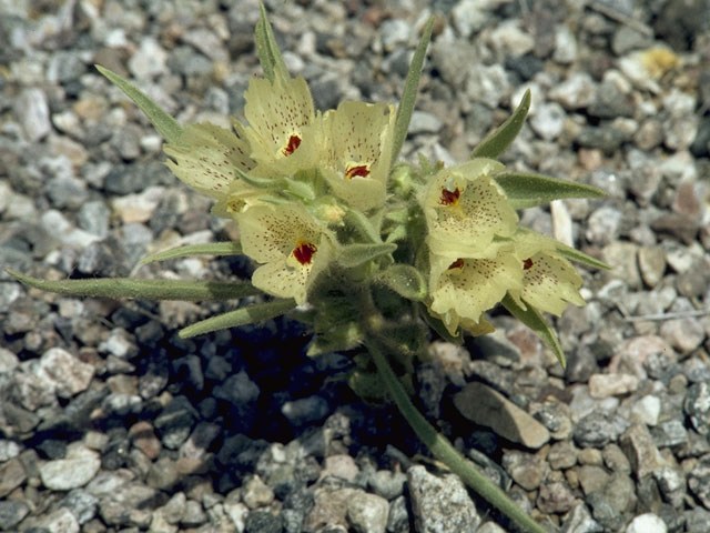 Mohavea confertiflora (Ghost flower) #5816