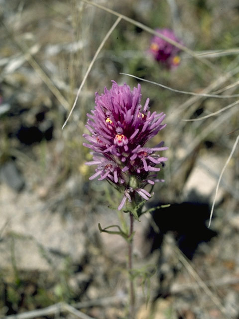 Castilleja exserta ssp. exserta (Purple owl's clover) #5823