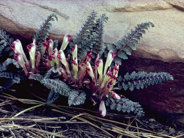 Pedicularis centranthera (Dwarf lousewort) #5852