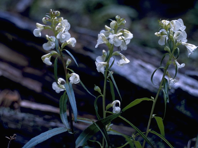 Pedicularis racemosa (Sickletop lousewort) #5869