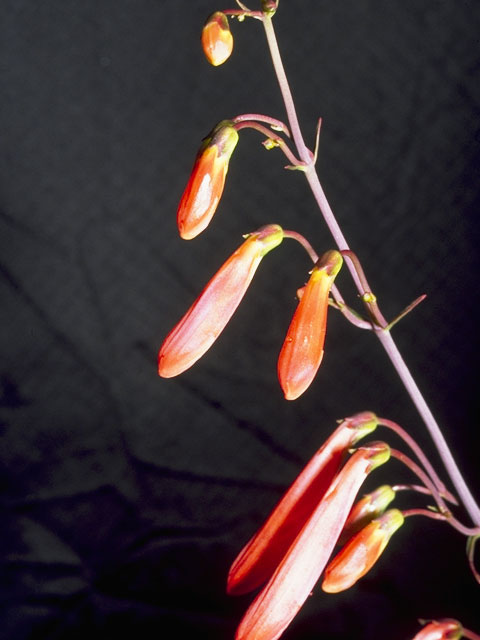 Penstemon barbatus (Scarlet bugler) #5906