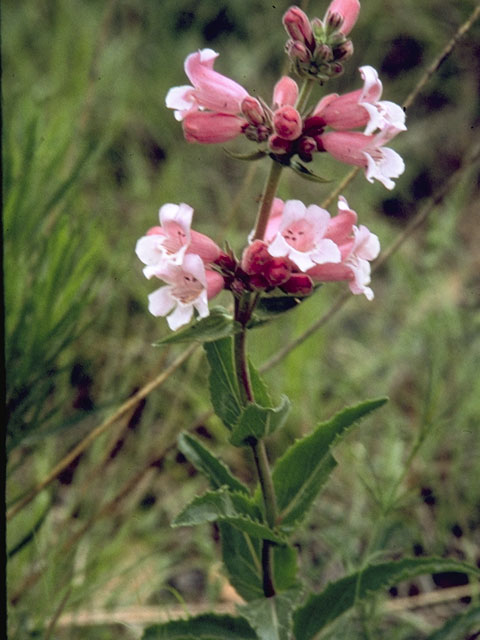 Penstemon cobaea (Prairie penstemon) #5930