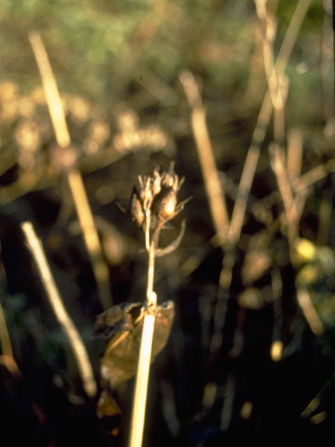Penstemon cobaea (Prairie penstemon) #5940