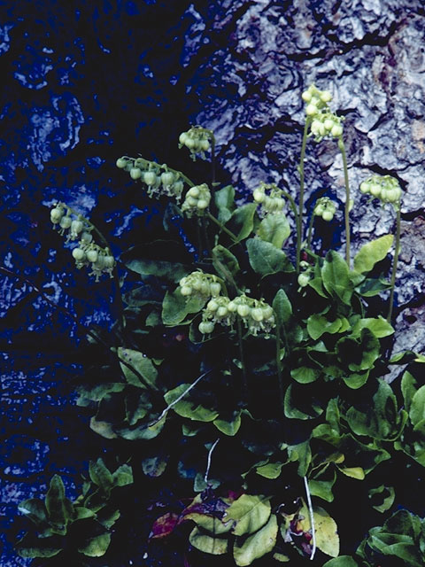 Orthilia secunda (Sidebells wintergreen) #6079