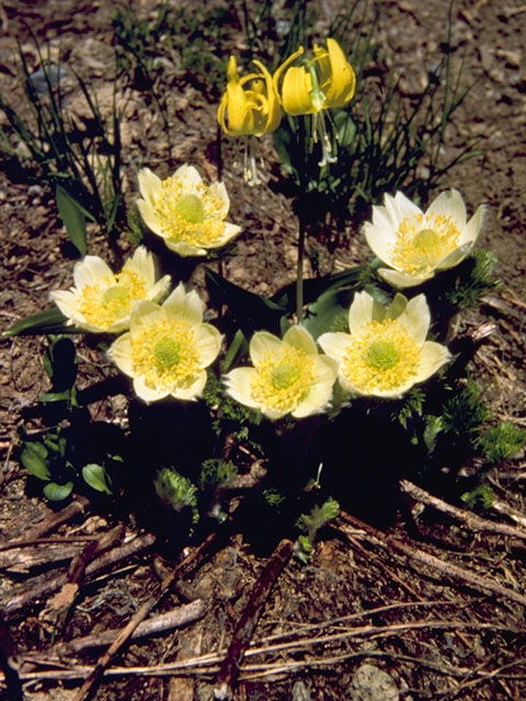 Pulsatilla occidentalis (White pasqueflower) #6161