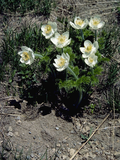 Pulsatilla occidentalis (White pasqueflower) #6162