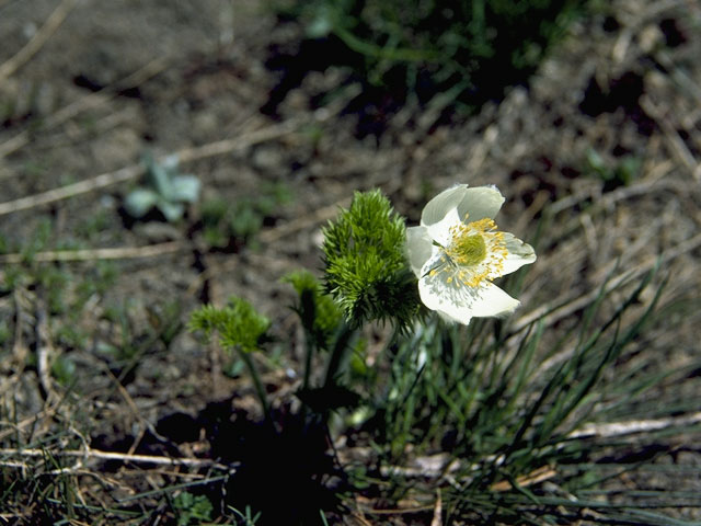 Pulsatilla occidentalis (White pasqueflower) #6163